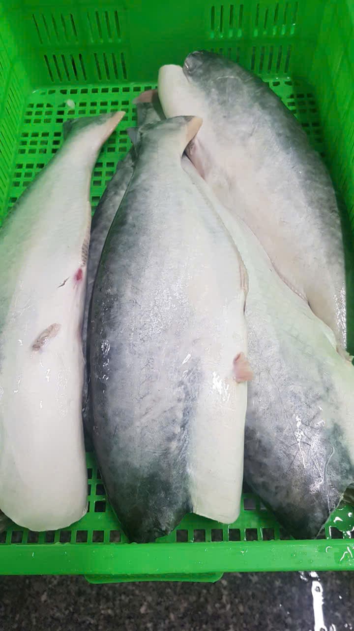 Pangasius (Basa) – 4