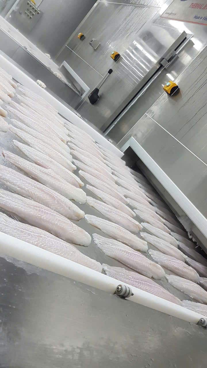 Pangasius (Basa) – 6