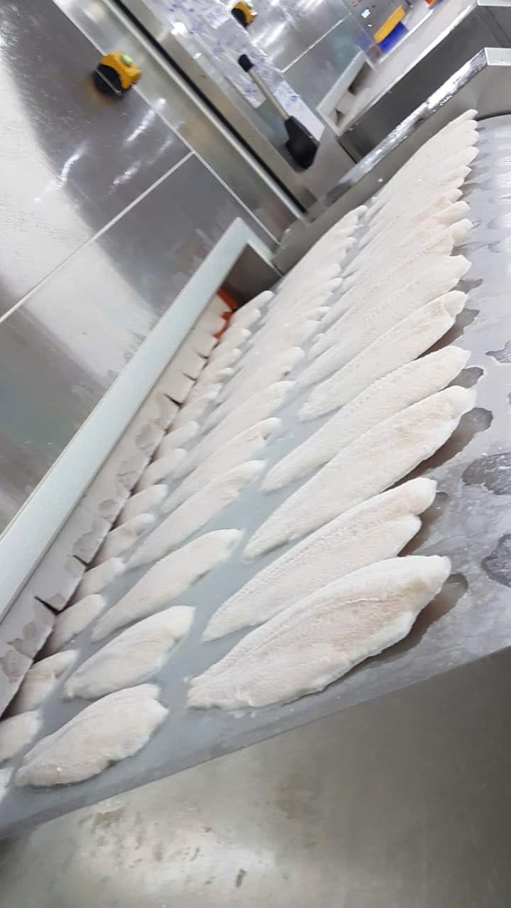 Pangasius (Basa) – 7