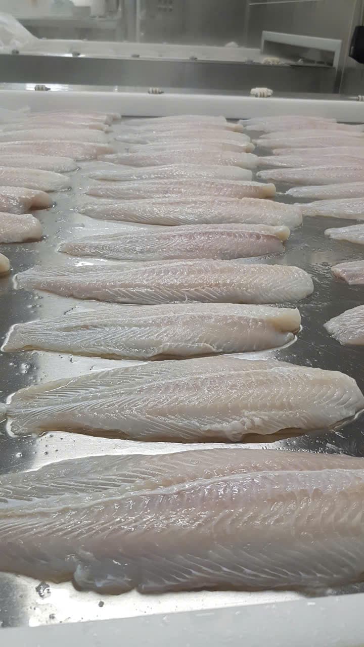 Pangasius (Basa) – 5