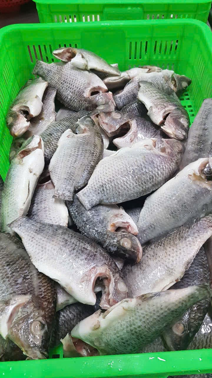 Tilapia image 3
