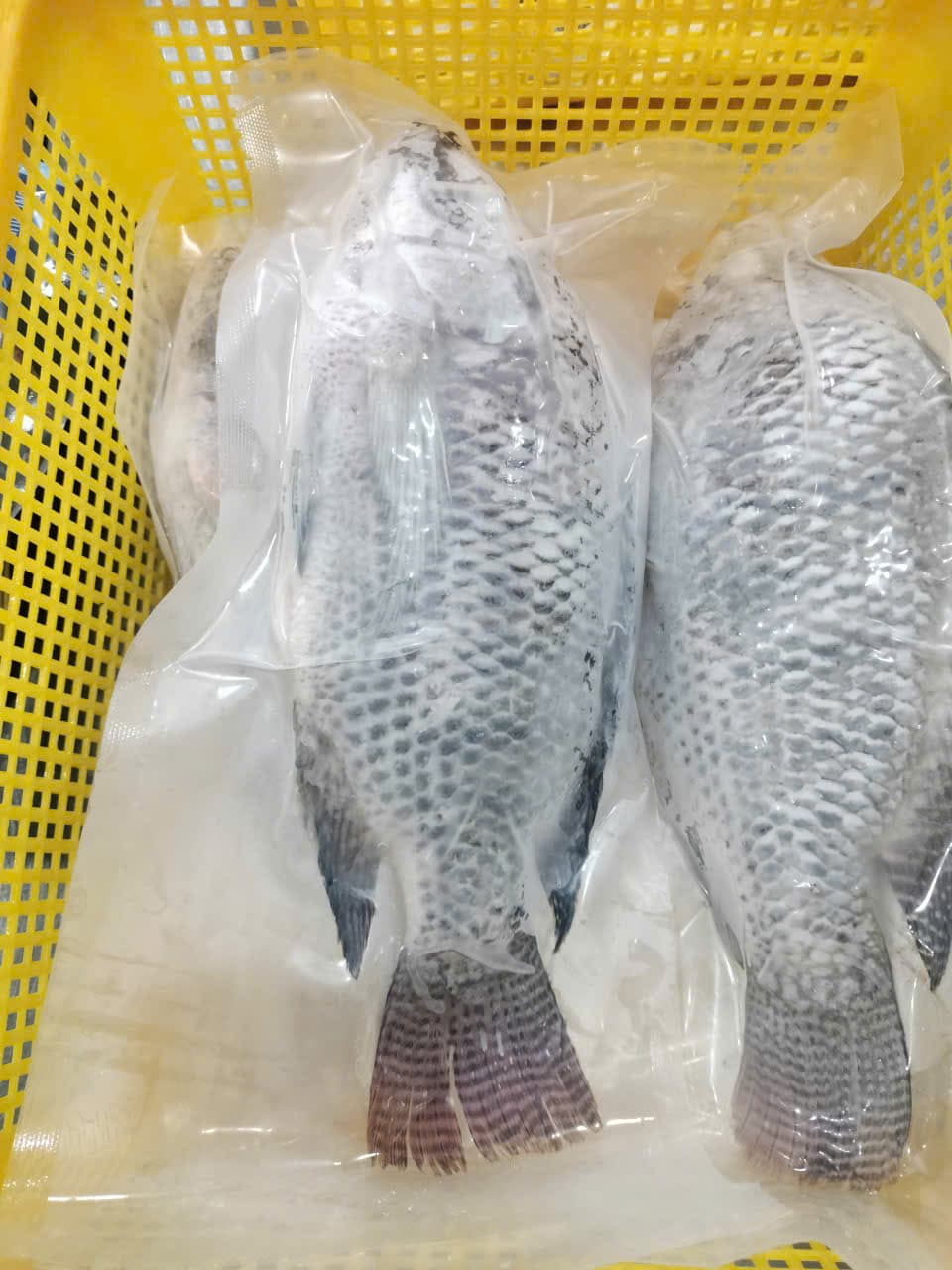 Tilapia – 6