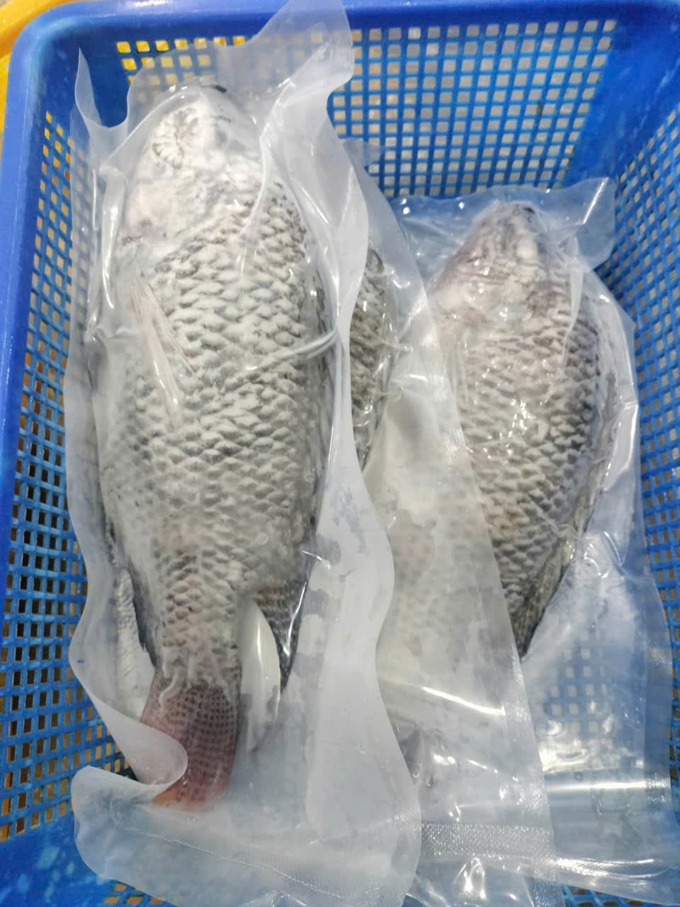 Tilapia – 7