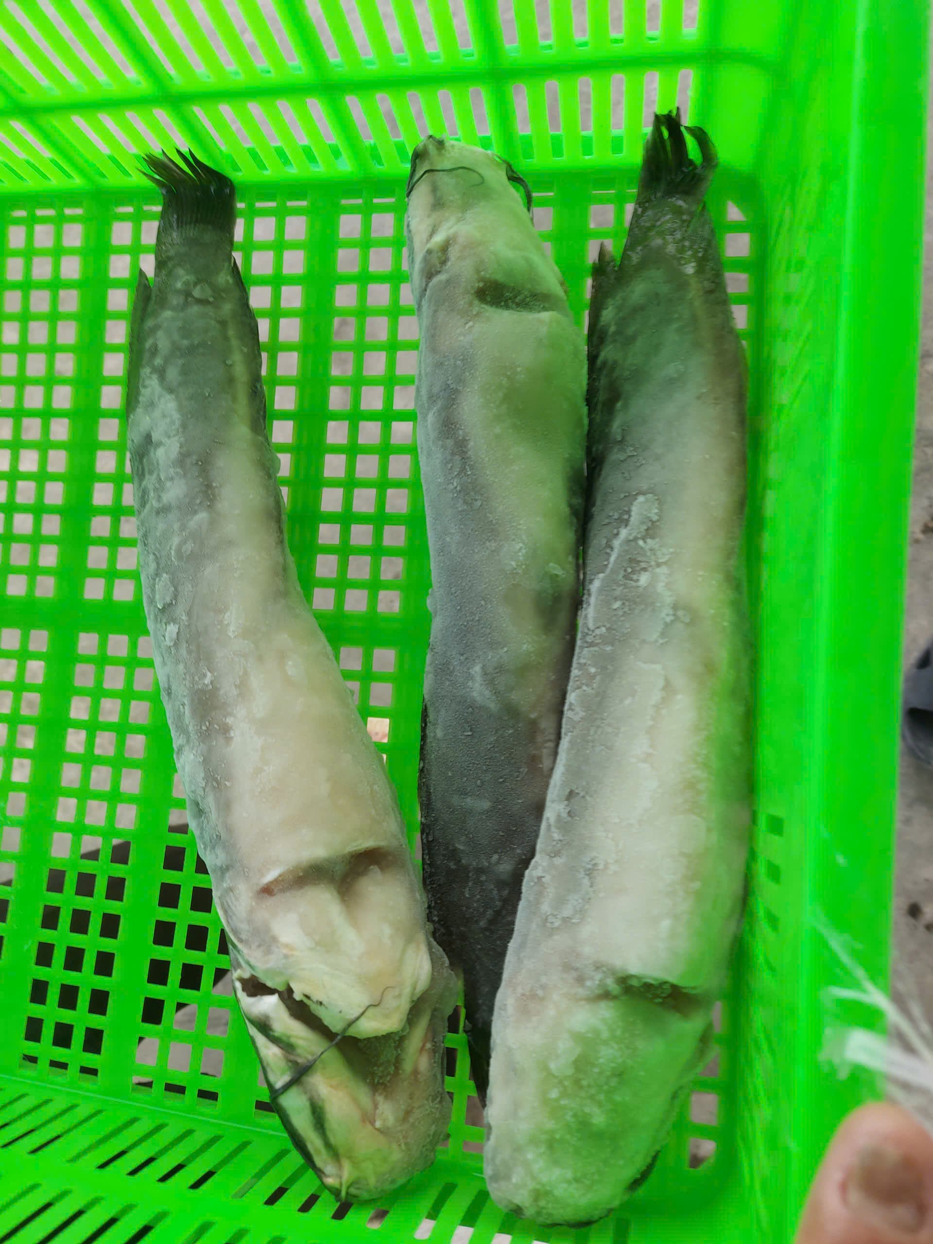 Walking Catfish – 2