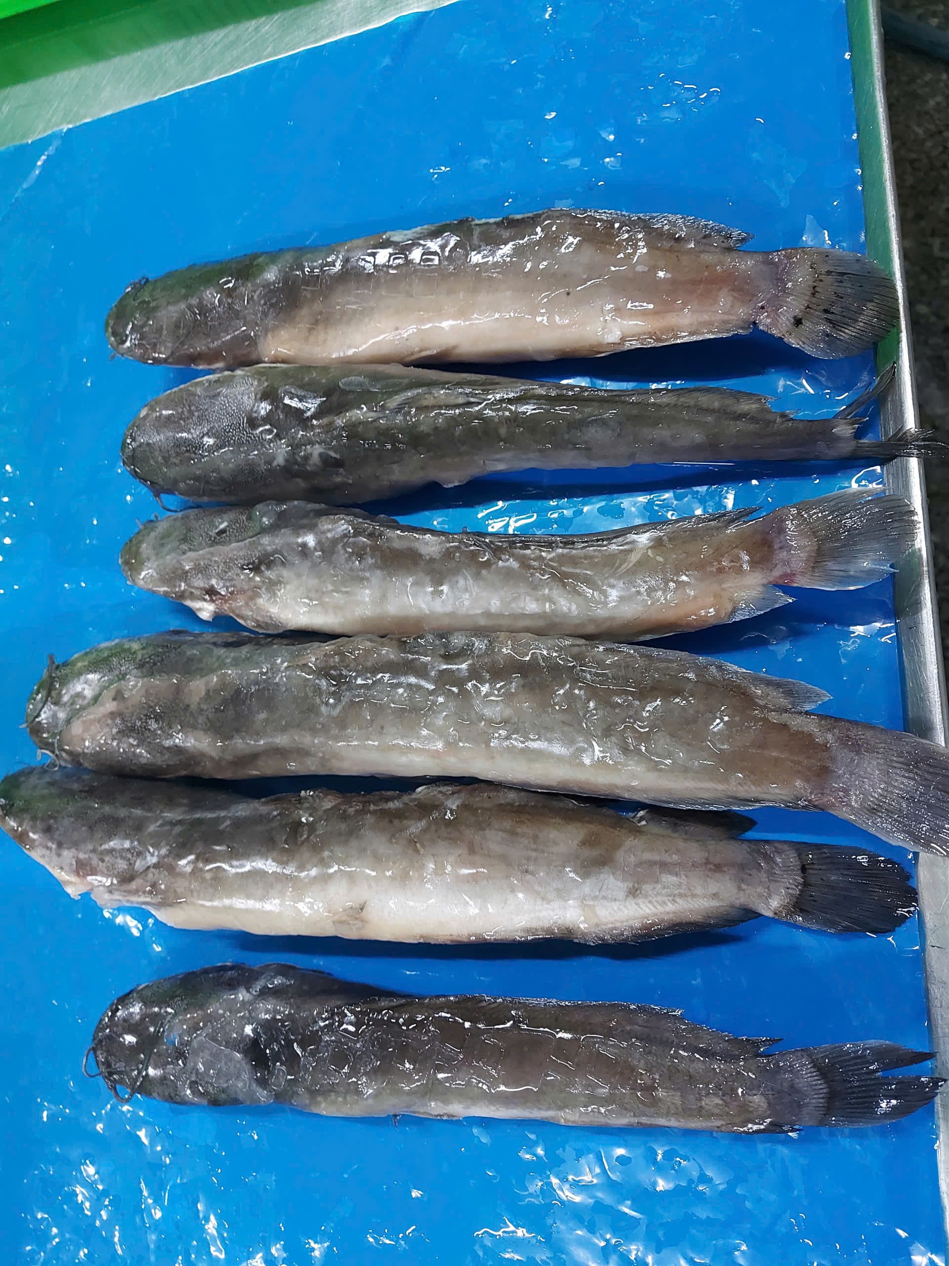 Walking Catfish – 3