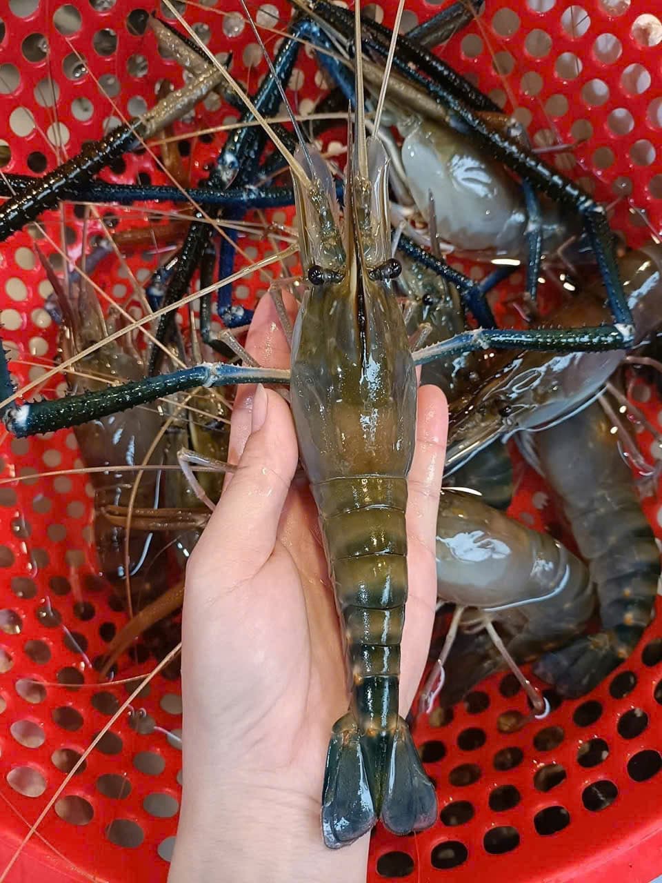 Giant Freshwater Prawn – 2