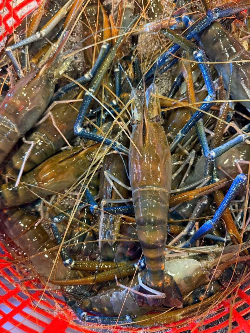 Giant Freshwater Prawn