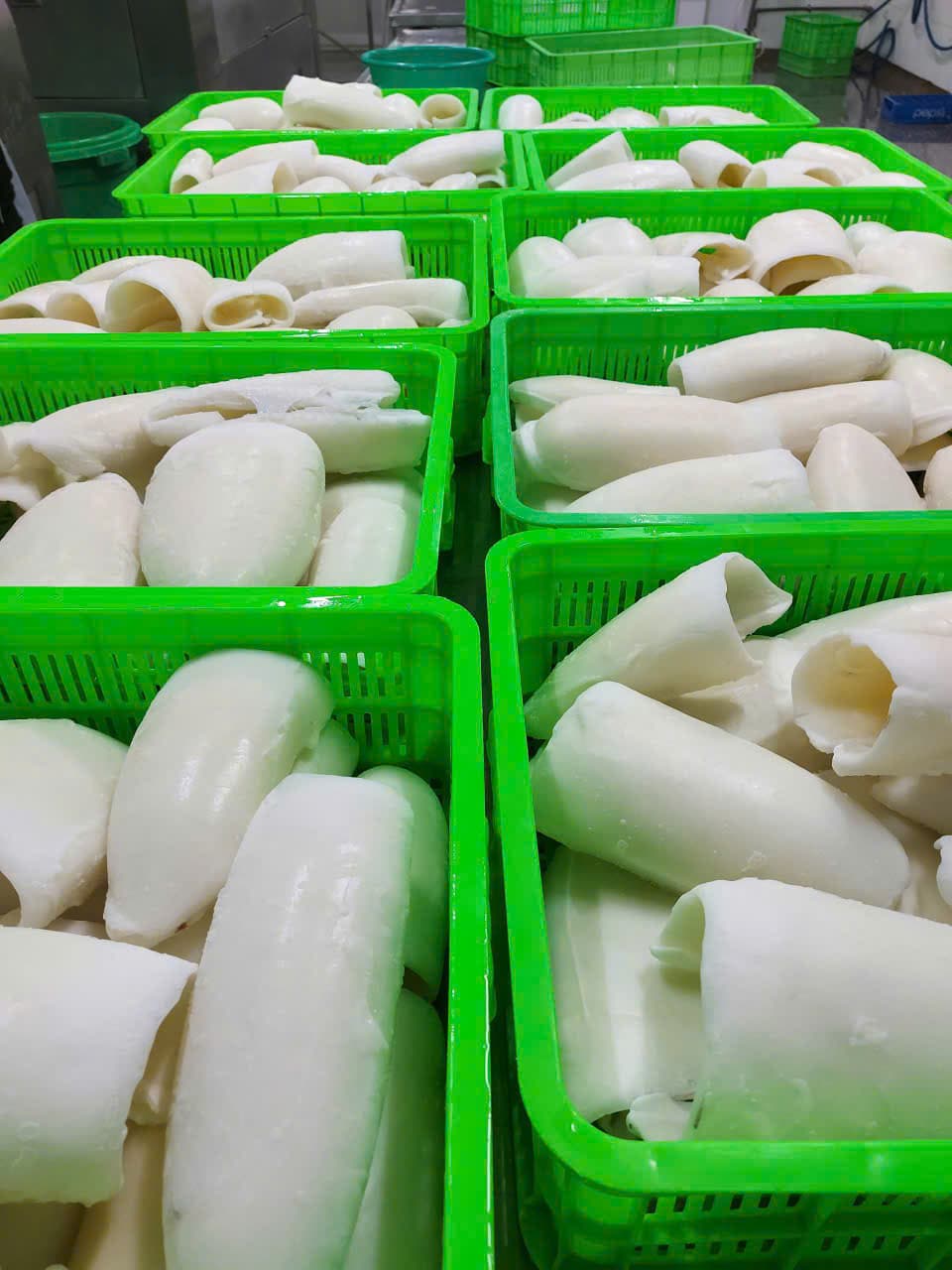 Cuttlefish Rolls – 2